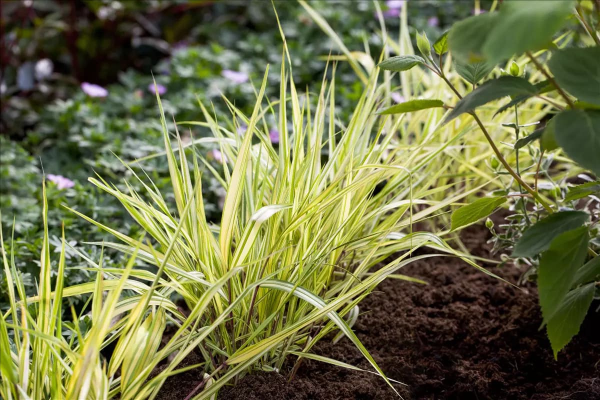 Hakonechloa macra 'Aureola' Garten-Ziergras