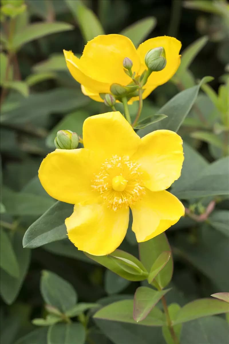 Hypericum 'Hidcote' Großblumiges Johanniskraut 'Hidcote'