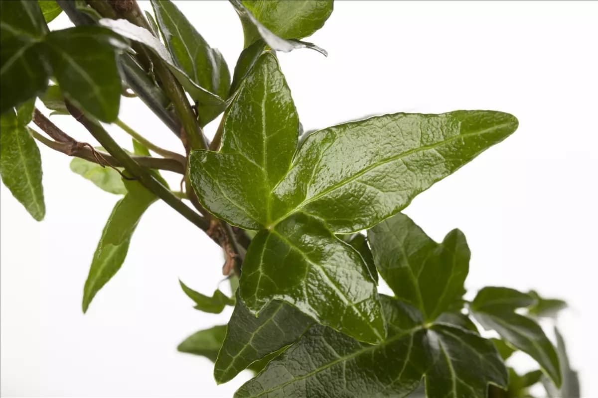 Hedera helix - Kletterpflanzen Gemeiner Efeu