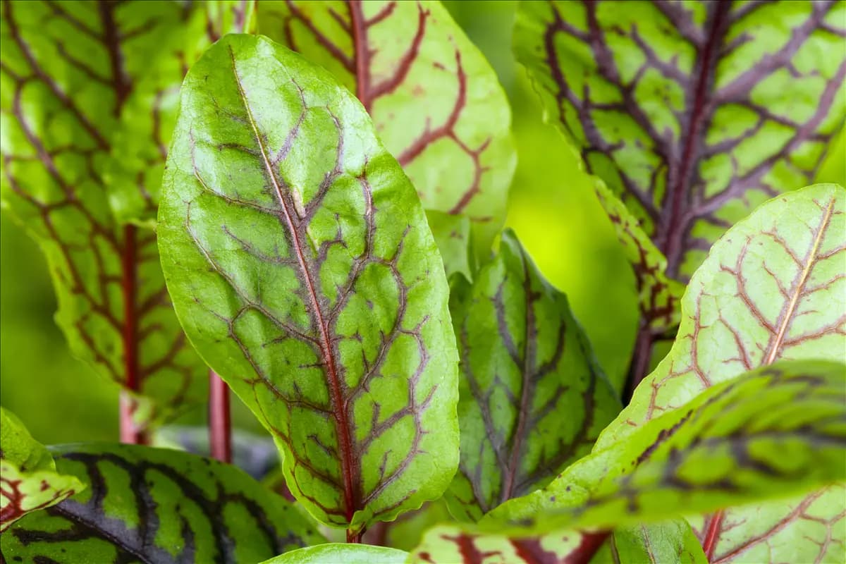 Rumex acetosa Großer Sauerampfer