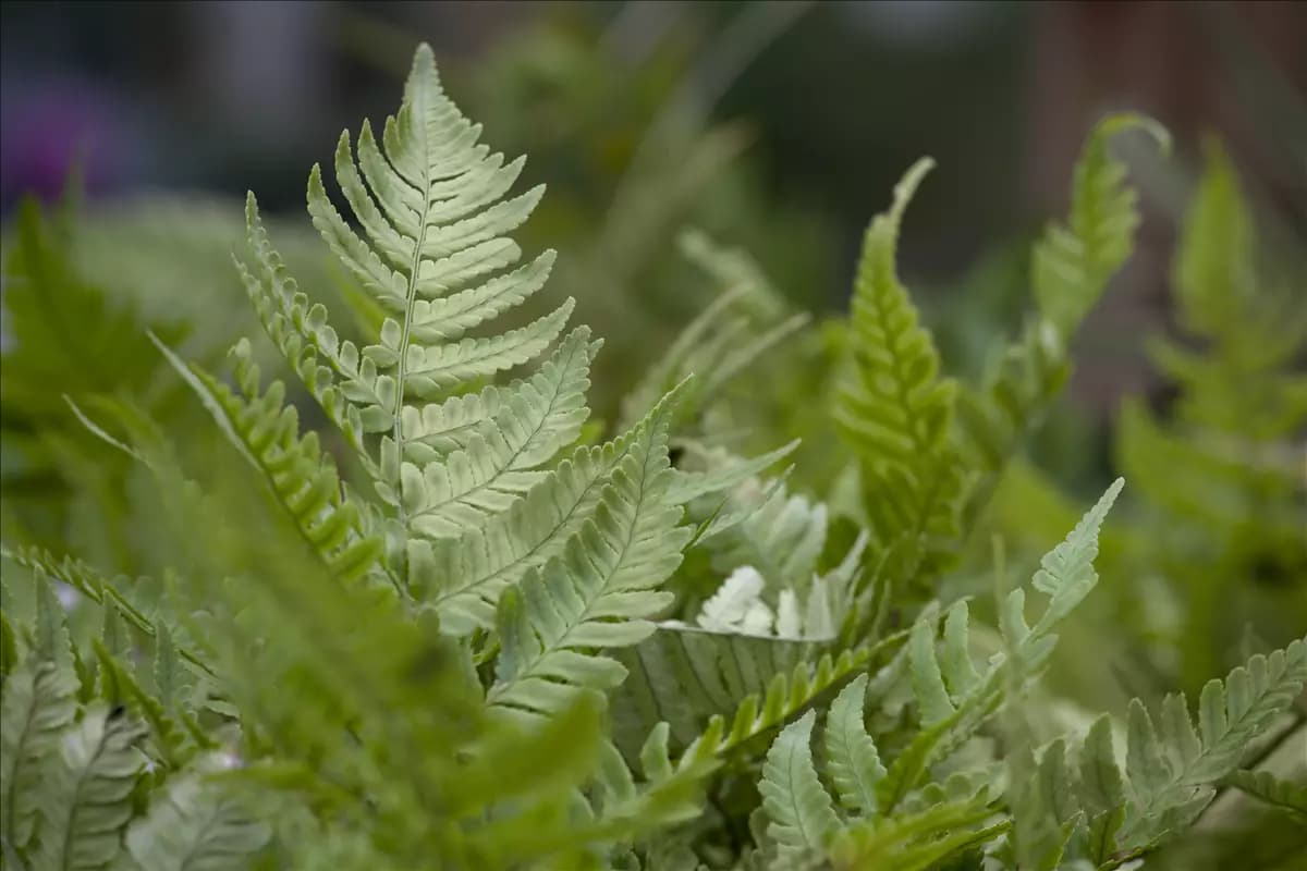 Dryopteris erythrosora Rotschleierfarn
