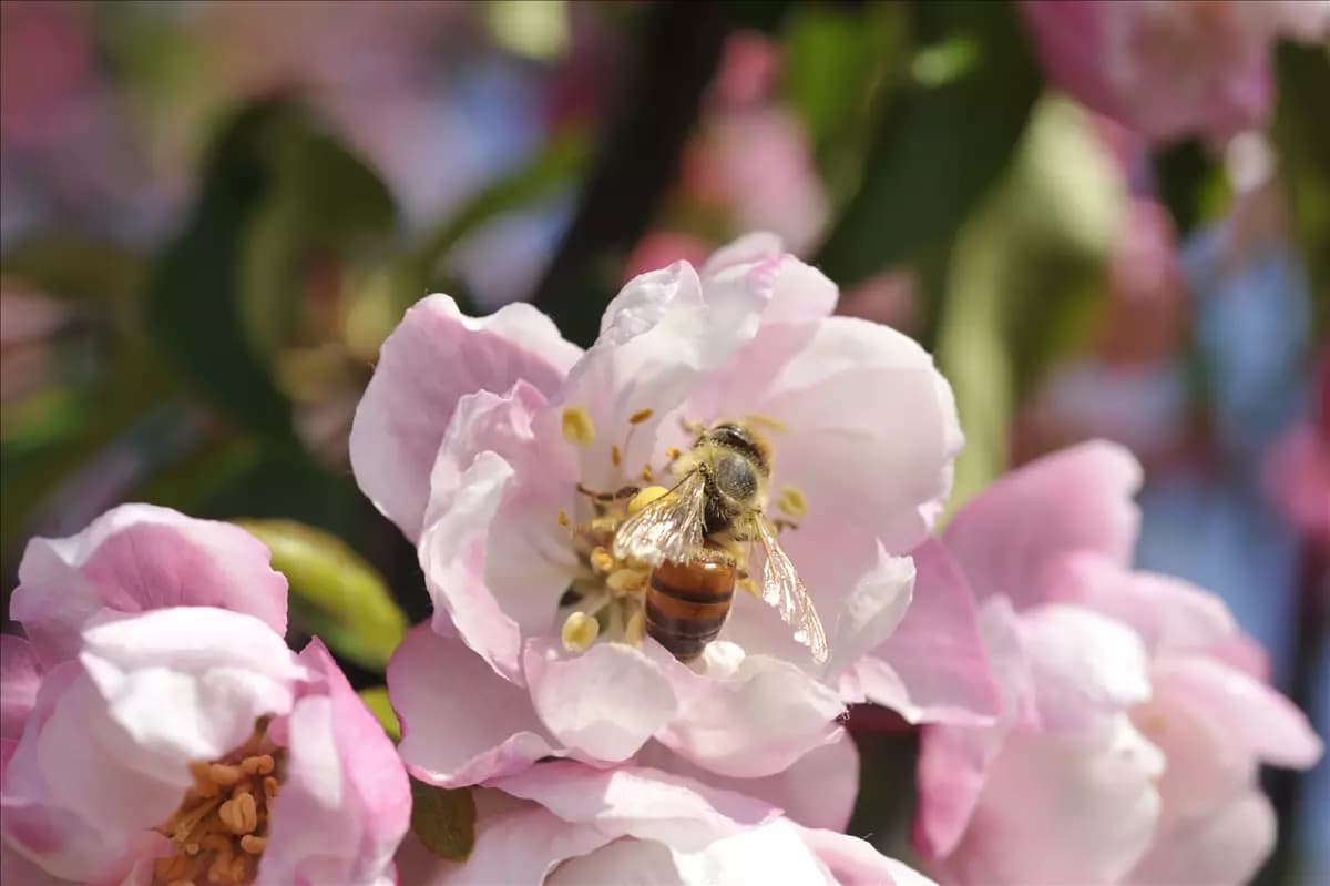 Bienenfreundliche Gehölze: Insektenschutz und Blütenpracht