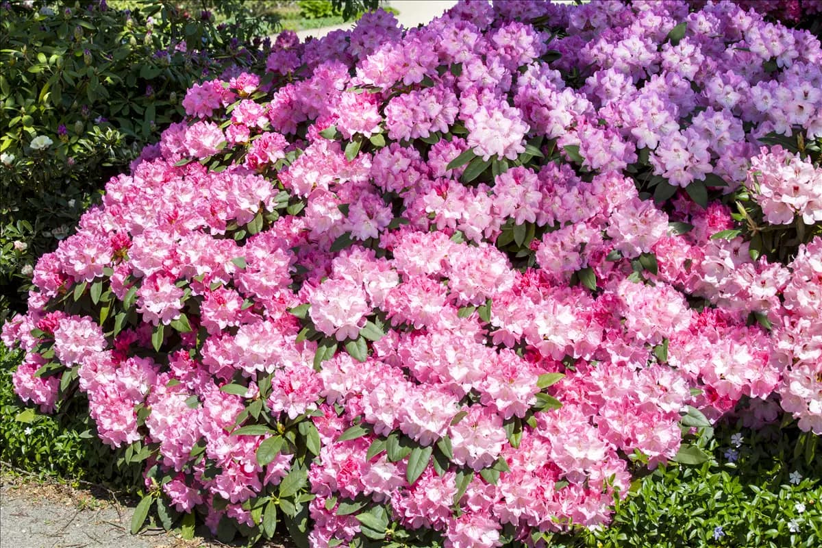 Rhododendron Hybr.'English Roseum' I Rhododendron English Roseum