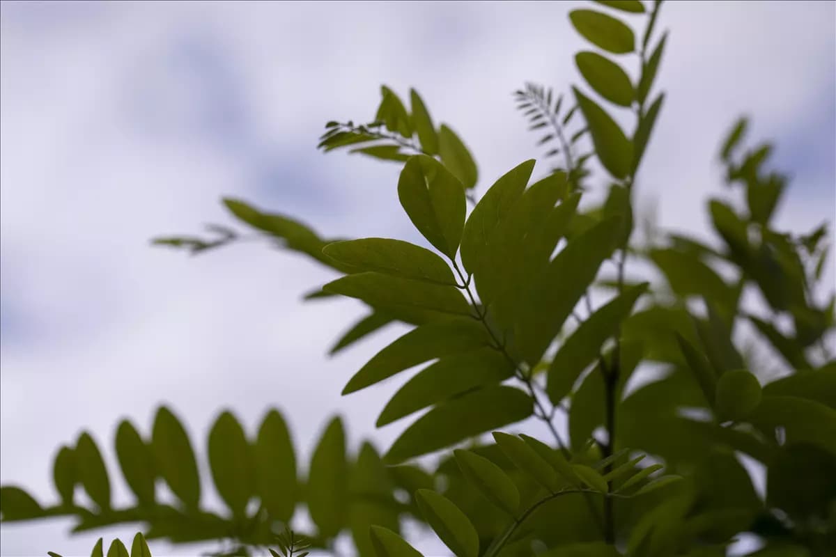 Robinia pseudoac.'Umbraculifera' Kugelakazie