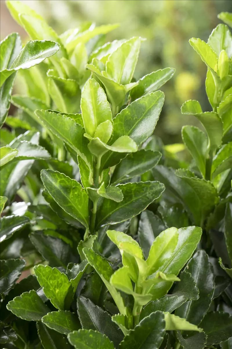 Euonymus japonicus 'Green Spire' Japanspindel 'Green Spire'