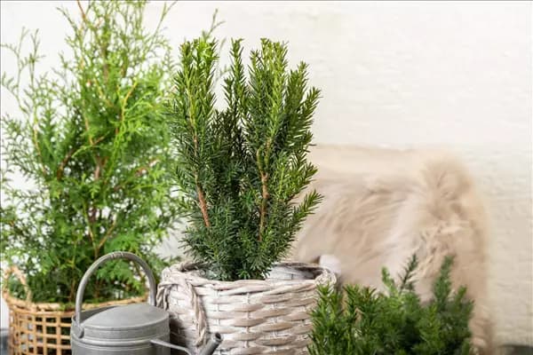 Taxus x media 'Hillii'