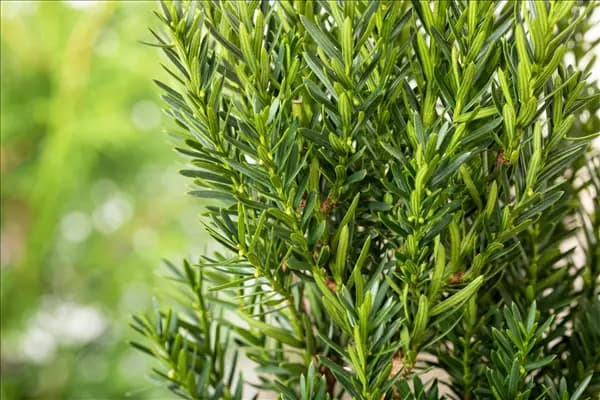 Taxus x media 'Hillii'