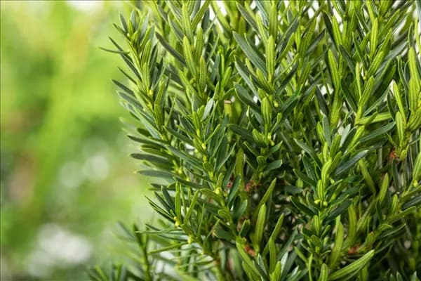 Taxus x media 'Hillii'