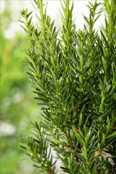 Taxus x media 'Groenland'