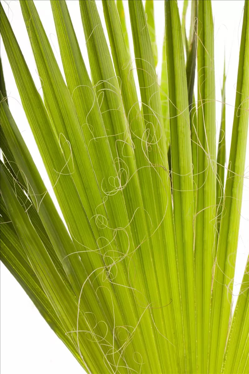 Trachycarpus fortunei Hanfpalme