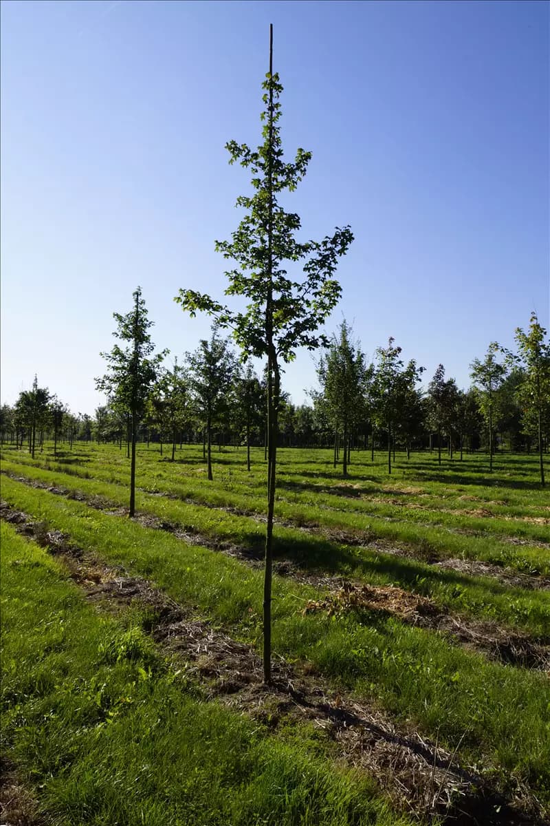 Acer campestre 'Elsrijk' - Baum Feldahorn 'Elsrijk'