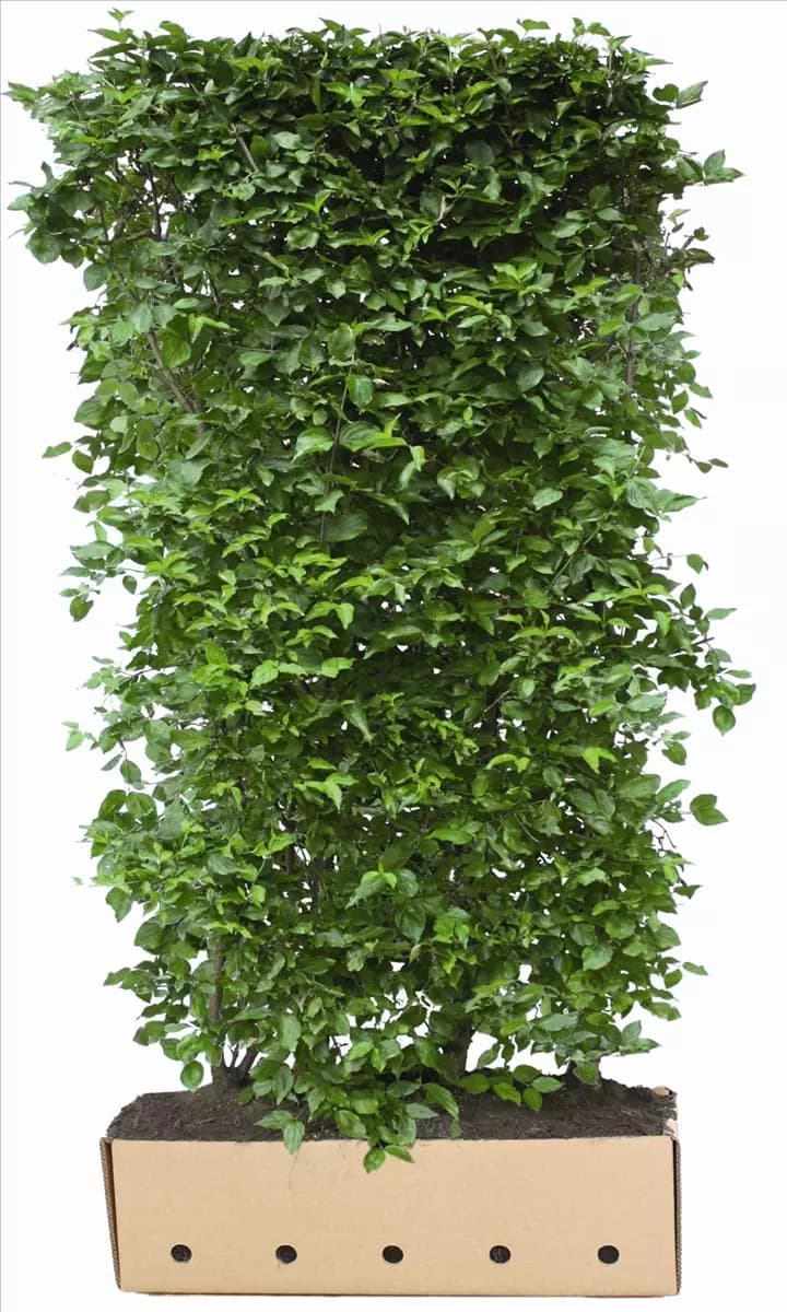 Cornus mas - Heckenelemente Kornelkirsche