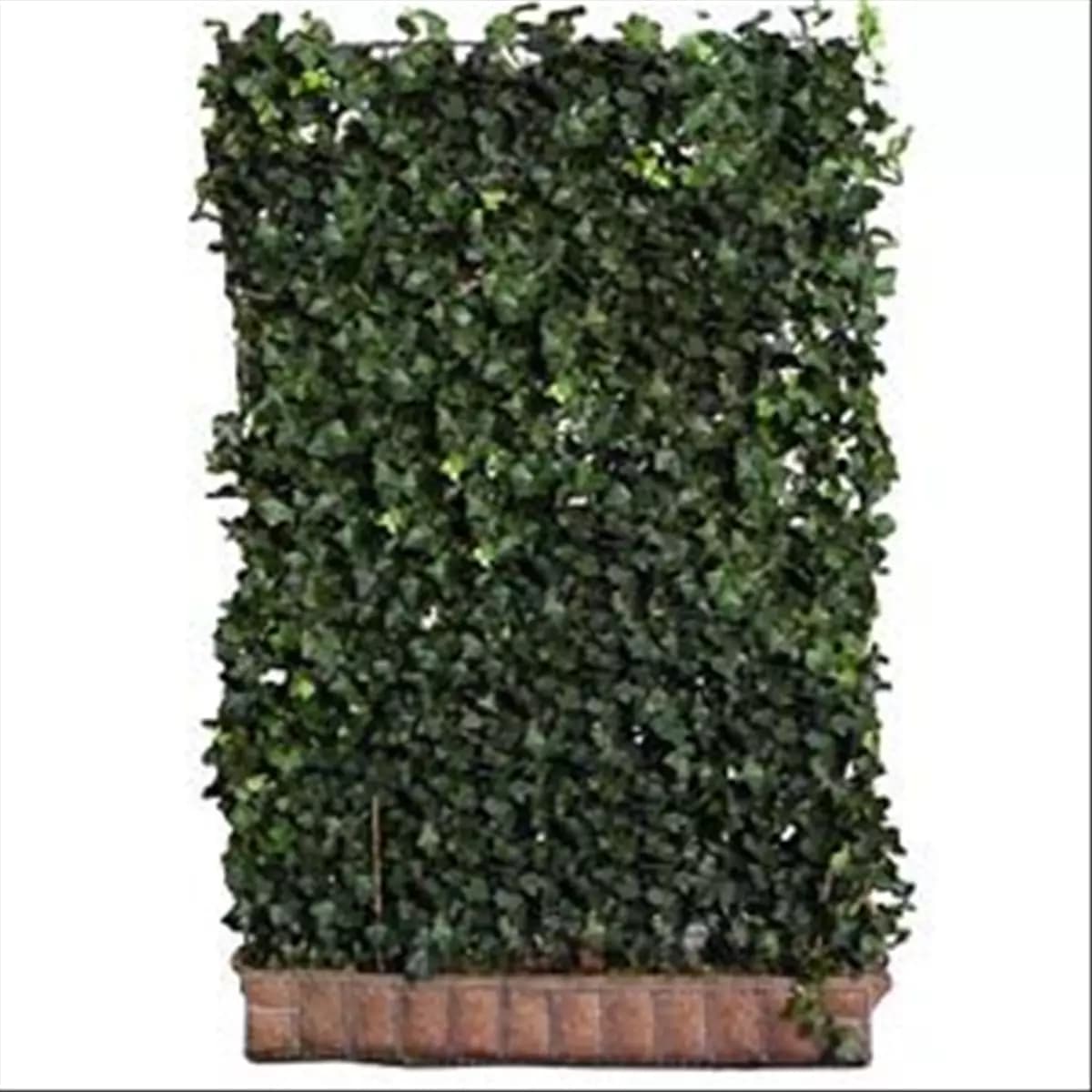 Hedera helix 'Woerner' Efeu 'Woerner'