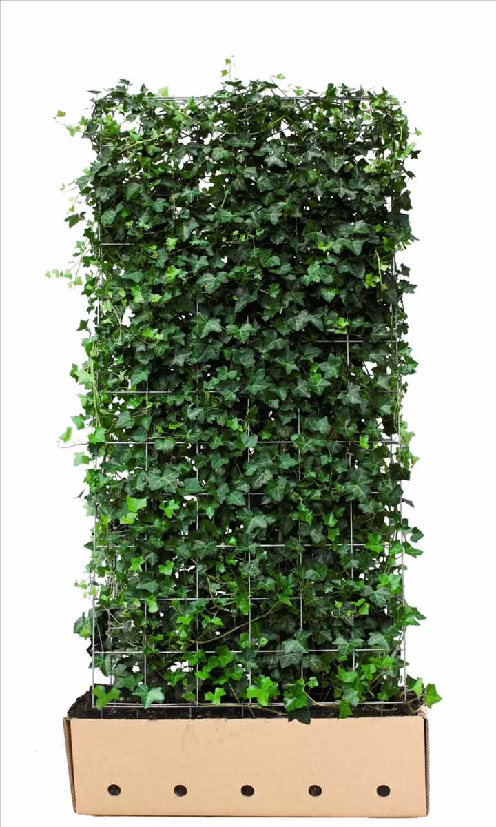 Hedera hibernica - Heckenelemente Efeu
