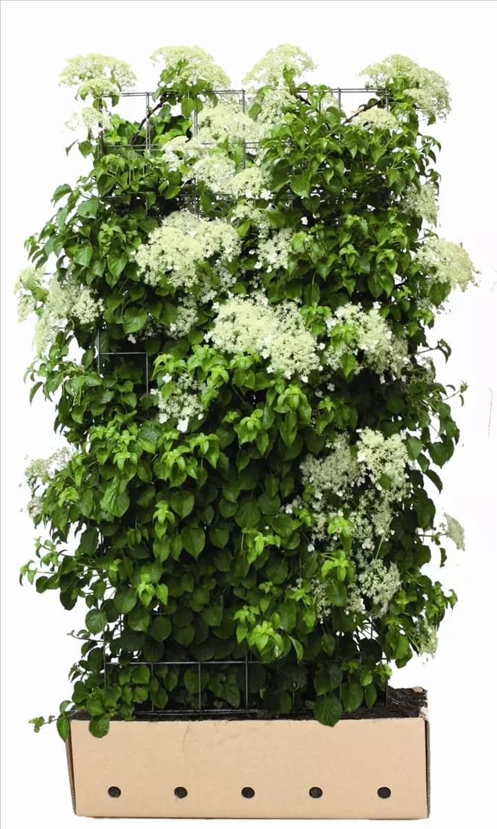 Hydrangea petiolaris - Heckenelemente Kletterhortensie