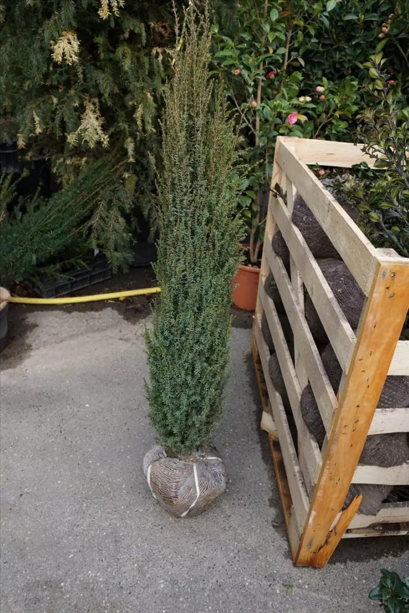 Juniperus com.'Hibernica' - Heckenpflanzen Irischer Säulenwacholder