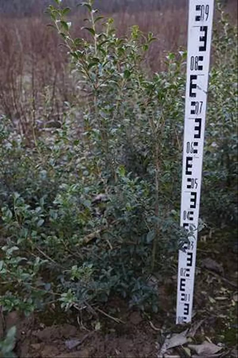 Osmanthus burkwoodii - Heckenpflanzen Burkwoods Duftblüte