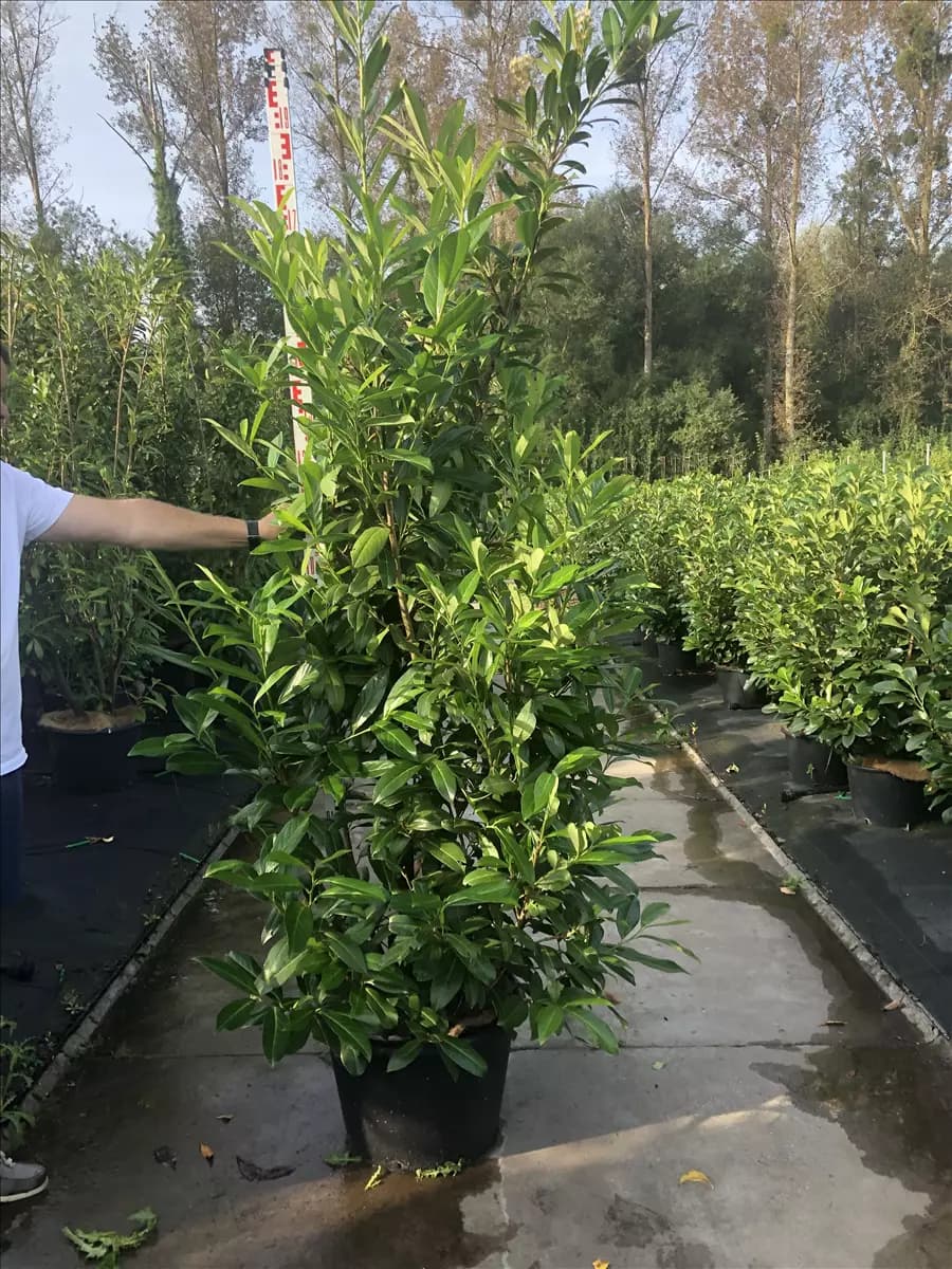 Prunus lauroc.'Caucasica' Kaukasische Lorbeerkirsche