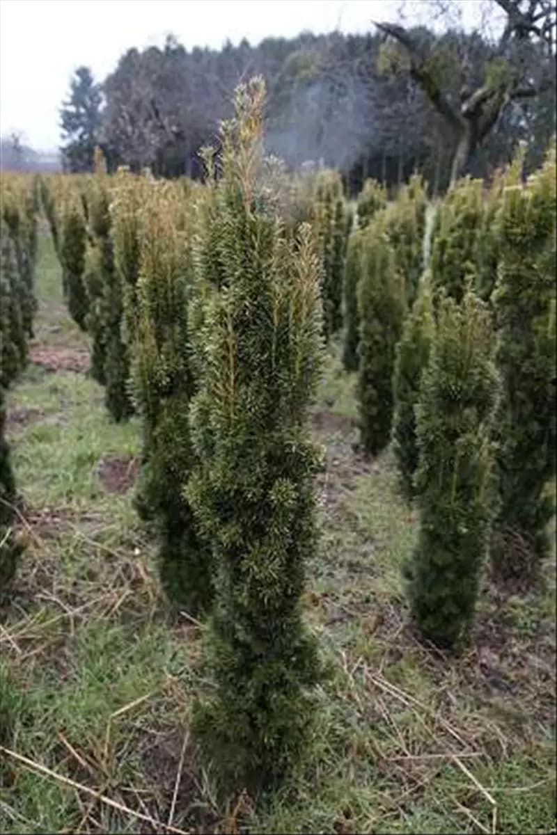 Taxus baccata 'Fastigiata Aurea' Gold-Säuleneibe