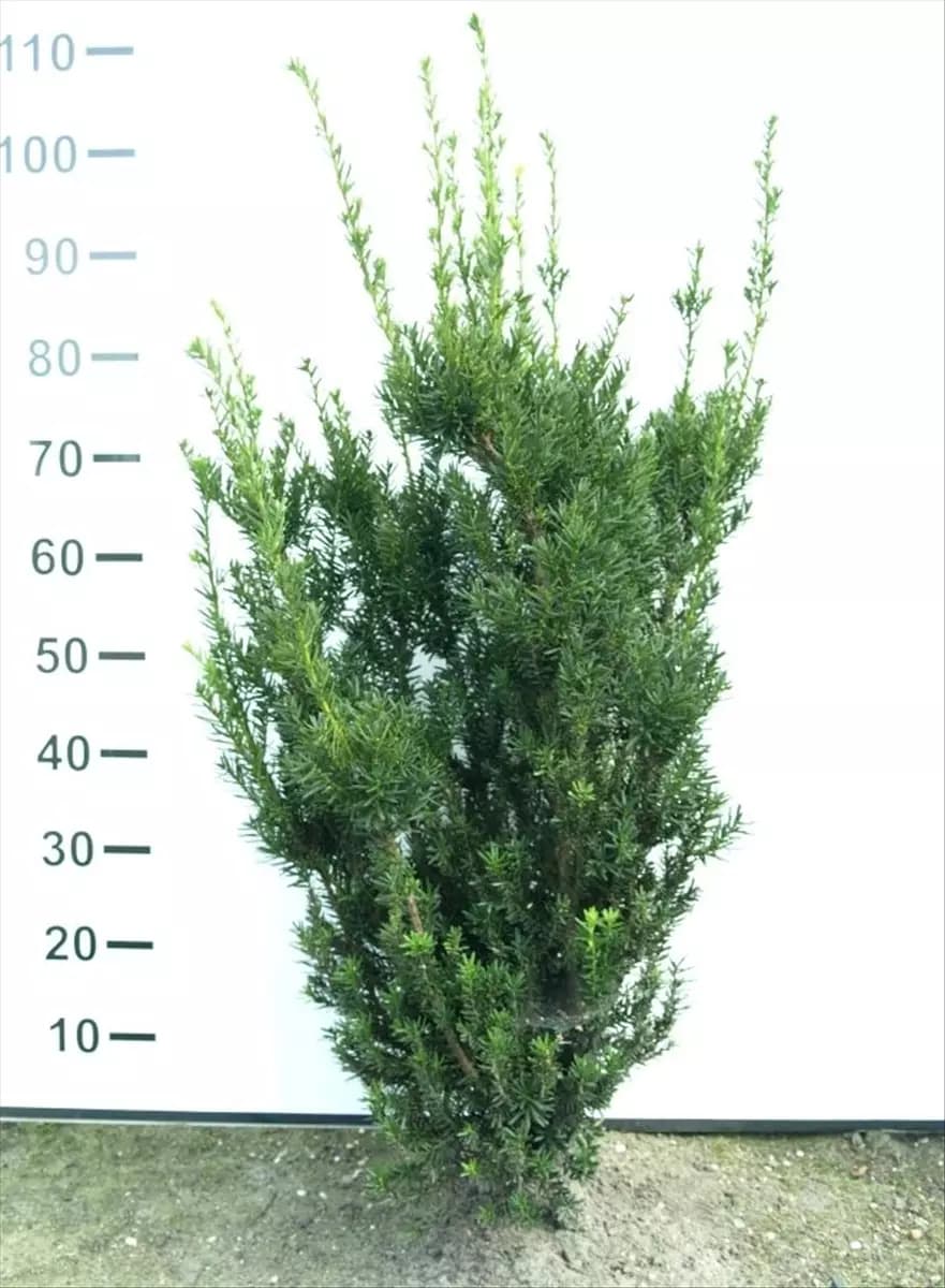 Taxus media 'Hillii' - Heckenpflanzen Eibe 'Hillii'
