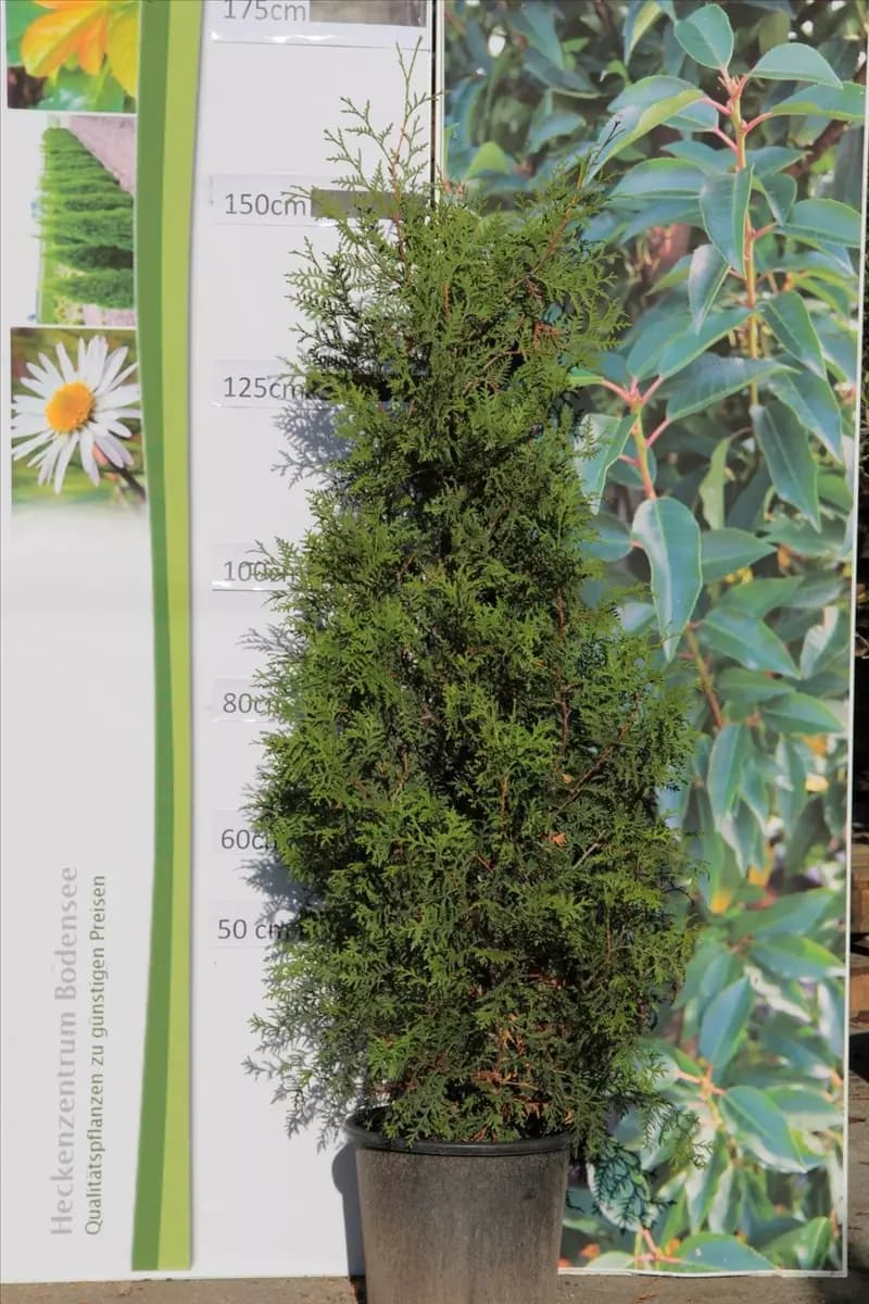 Thuja occidentalis 'Brabant' - Heckenpflanzen Lebensbaum 'Brabant'