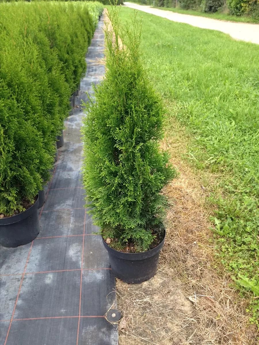 Thuja occidentalis 'Smaragd' - Heckenpflanzen Lebensbaum 'Smaragd'