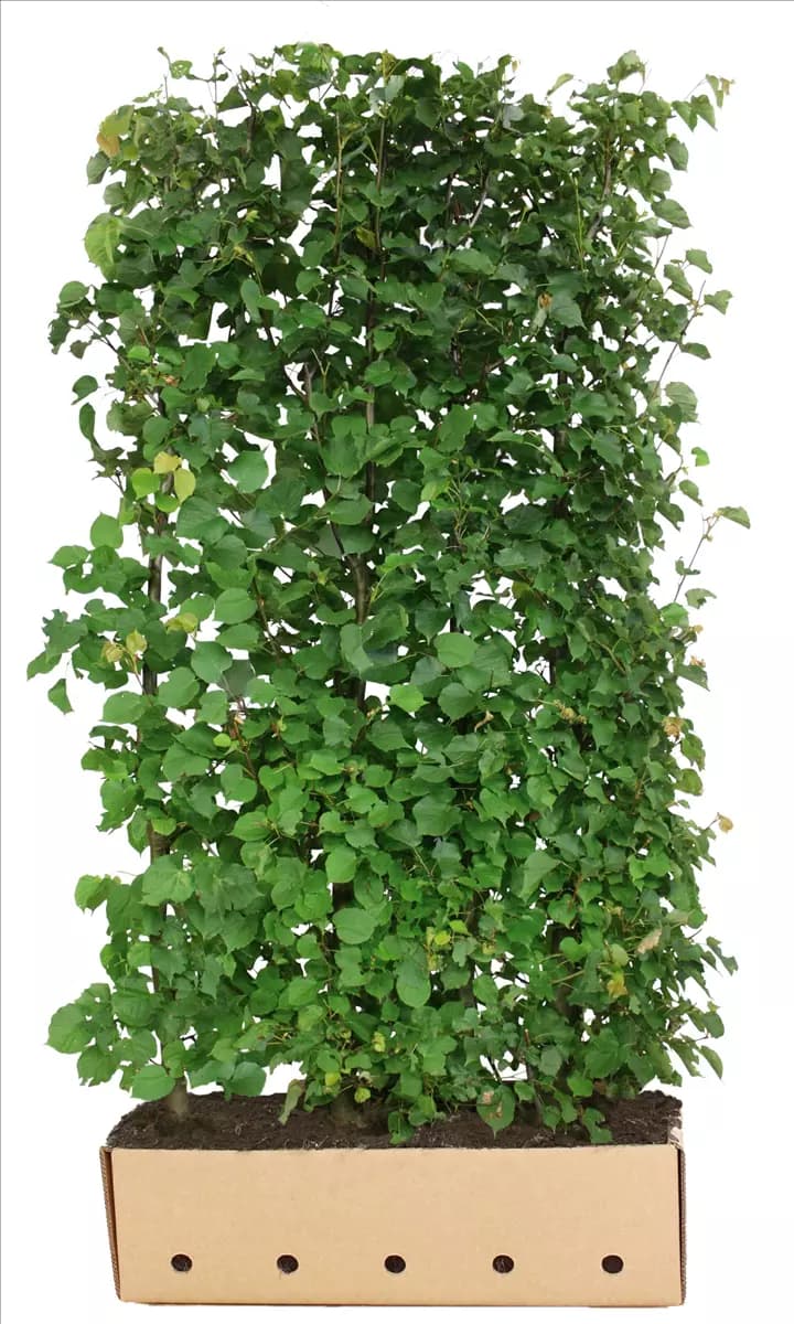 Tilia cordata - Heckenelemente Winterlinde