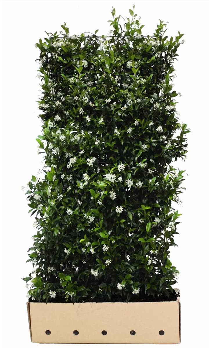Trachelospermum jasminoides - Heckenelemente