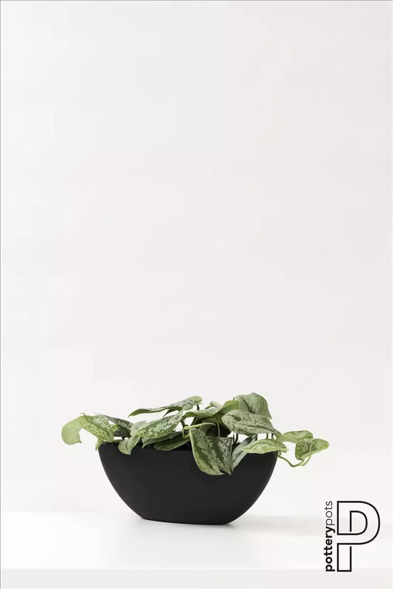 Dorant Natural