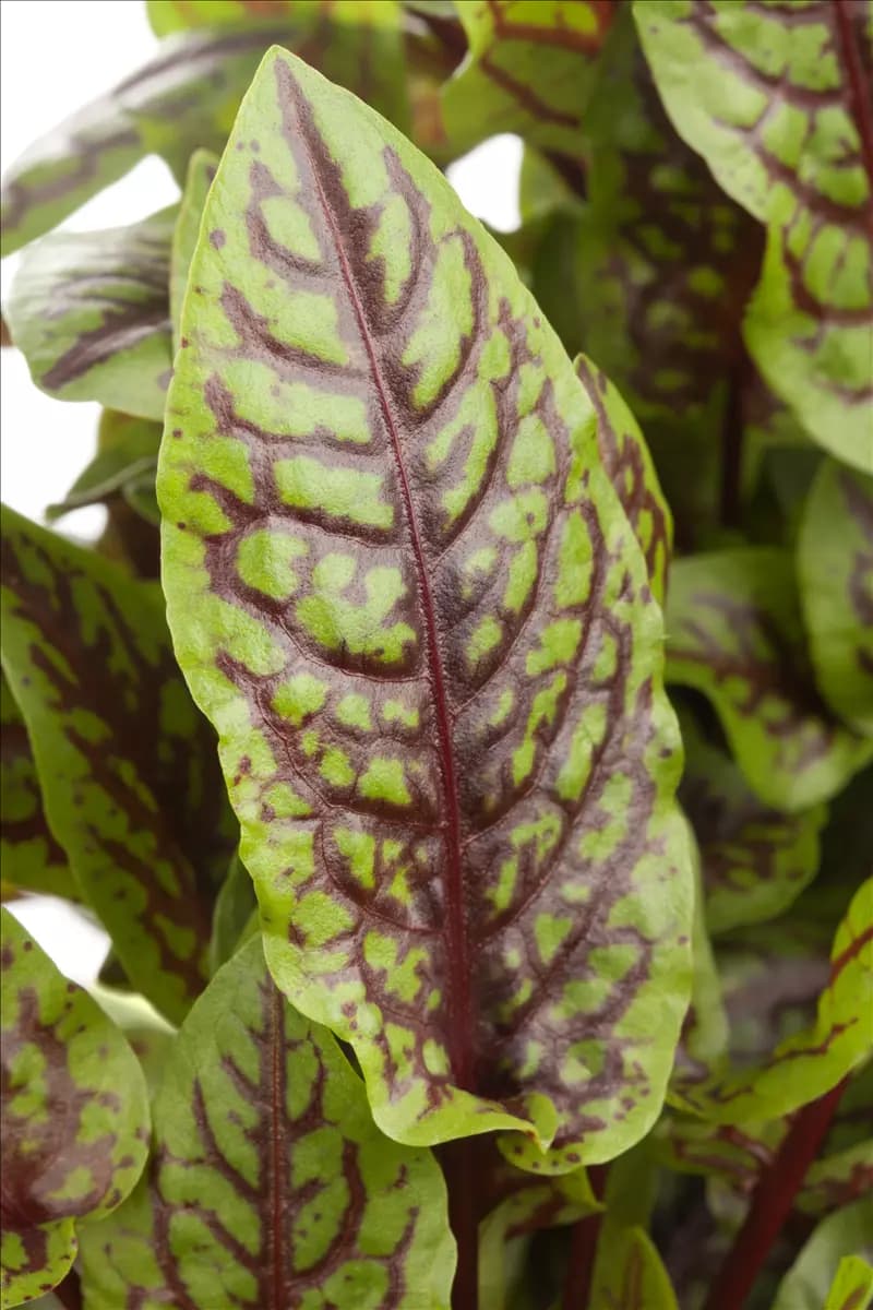 Rumex sanguineus Blut-Ampfer