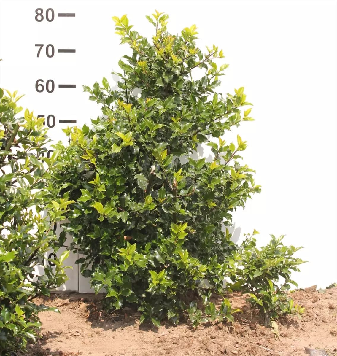 Ilex meserveae 'Blue Princess'  -R- Fruchtende Stechpalme 'Blue Princess'  -R-