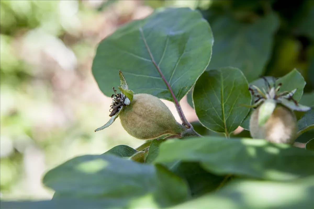 Cydonia 'Konstantinop.Apfelquitte' CAC Quitte 'Konstantinopeler Apfelquitte'