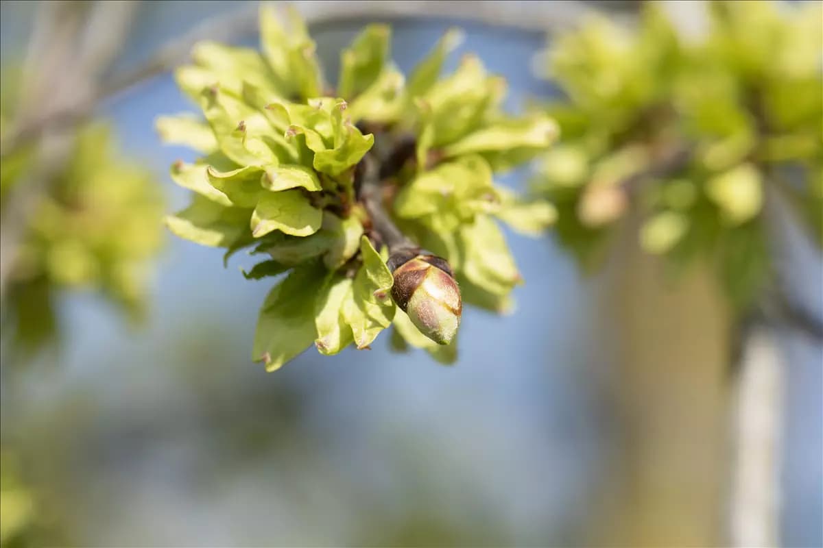 Ulmus glabra Bergulme