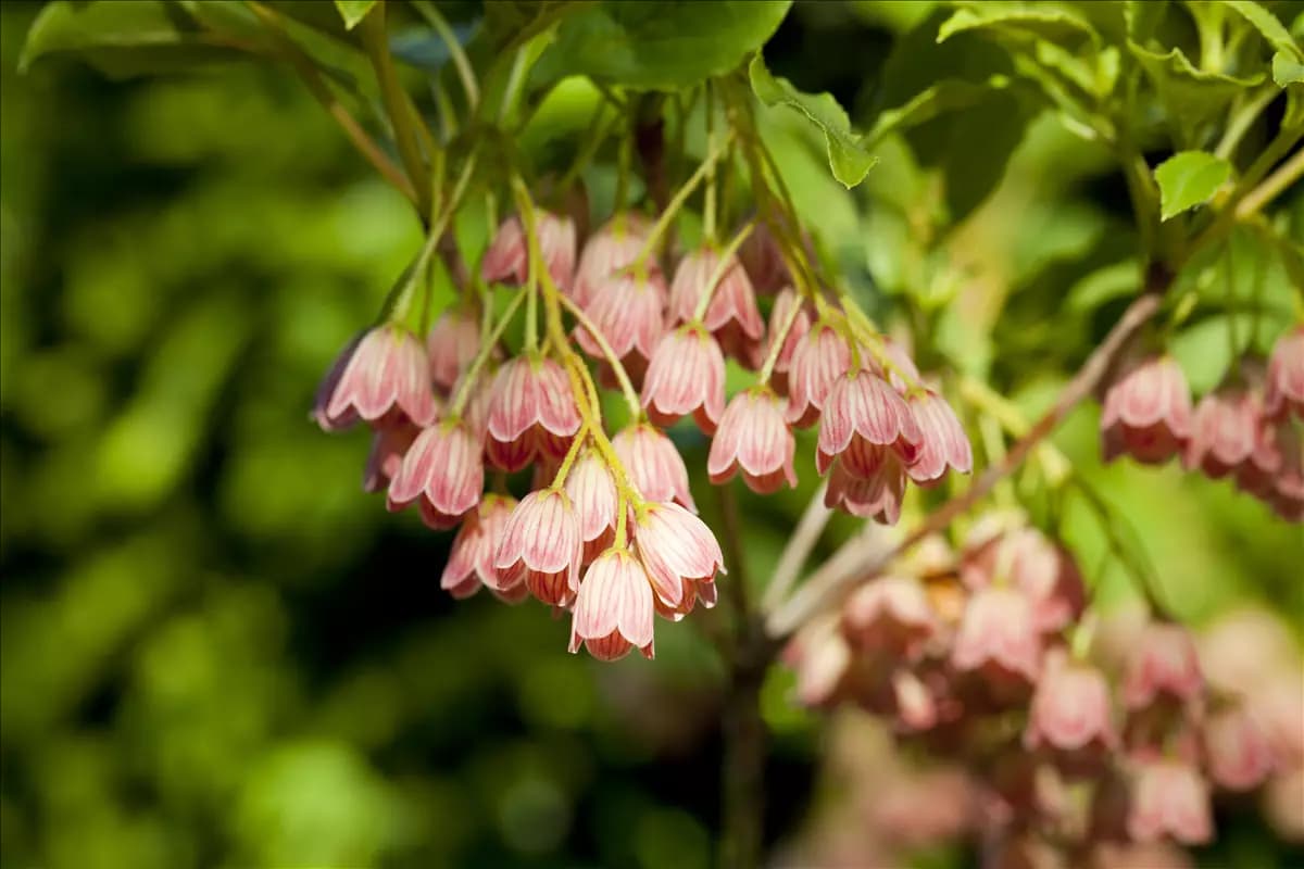 Enkianthus campanulatus Prachtglocke