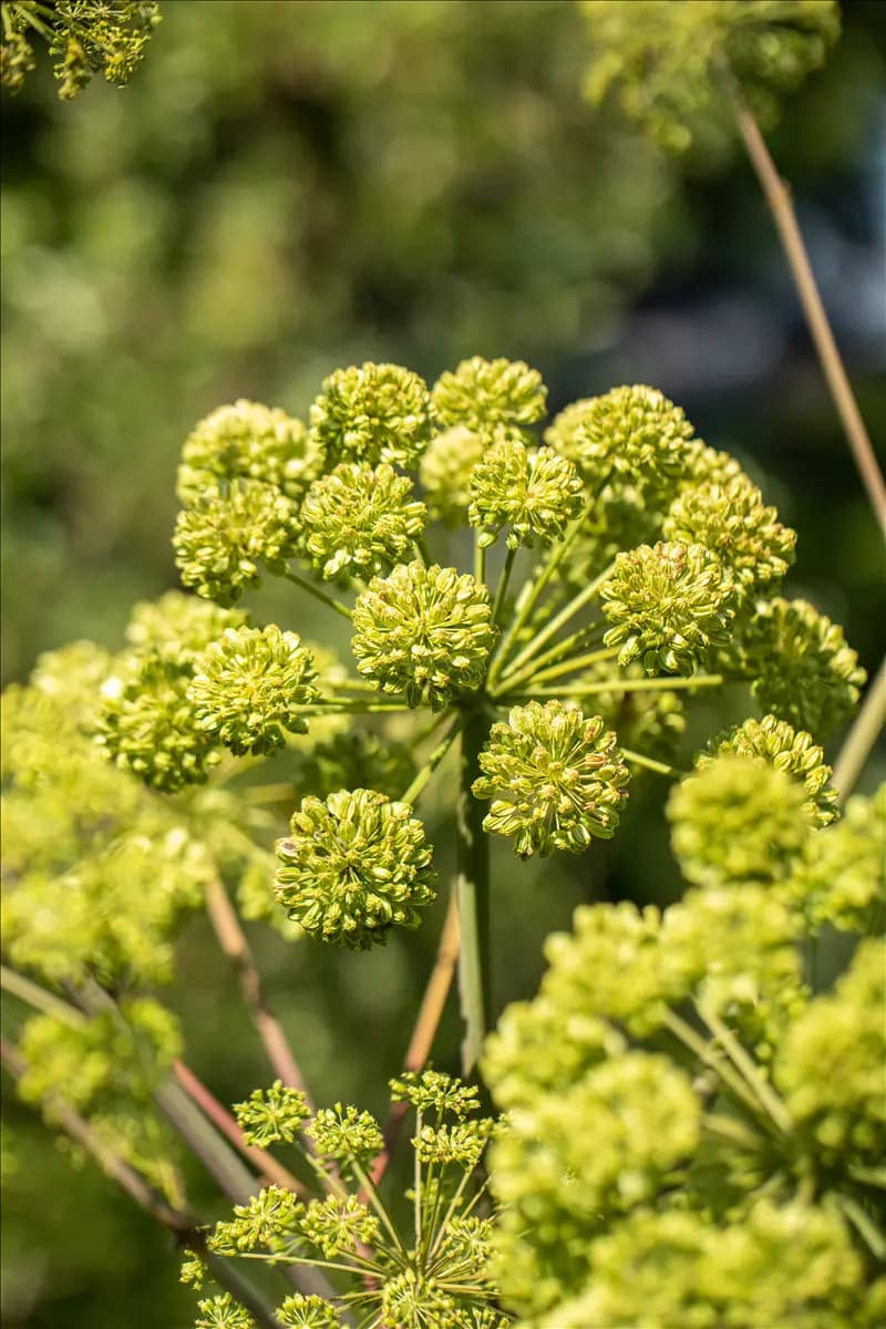 Angelica archangelica Echte Engelwurz