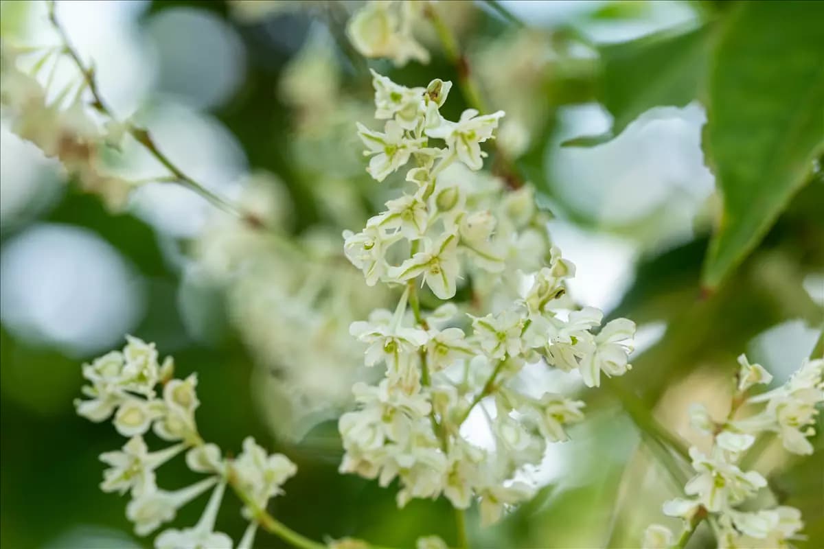 Fallopia aubertii Knöterich