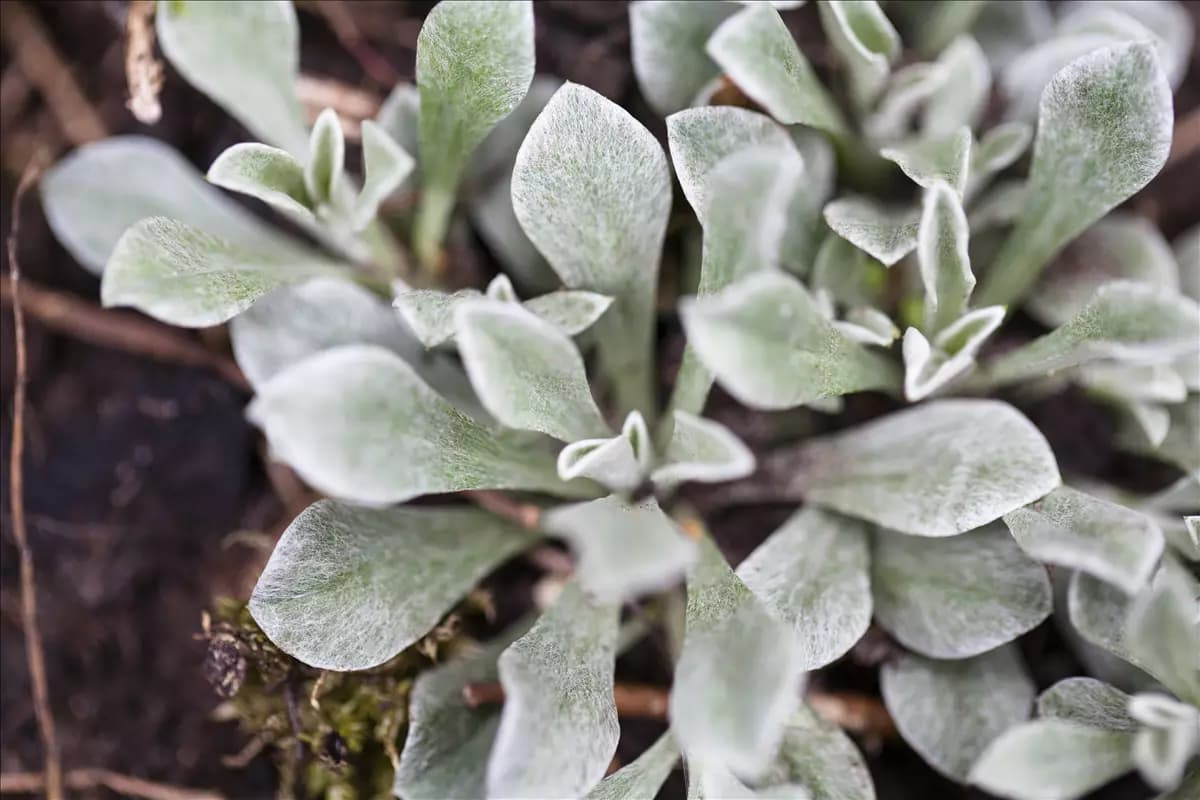 Antennaria dioica Gewöhnliches Katzenpfötchen