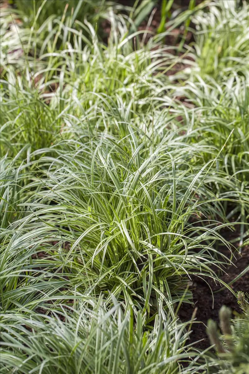 Carex morrowii 'Silver Sceptre' Garten-Segge