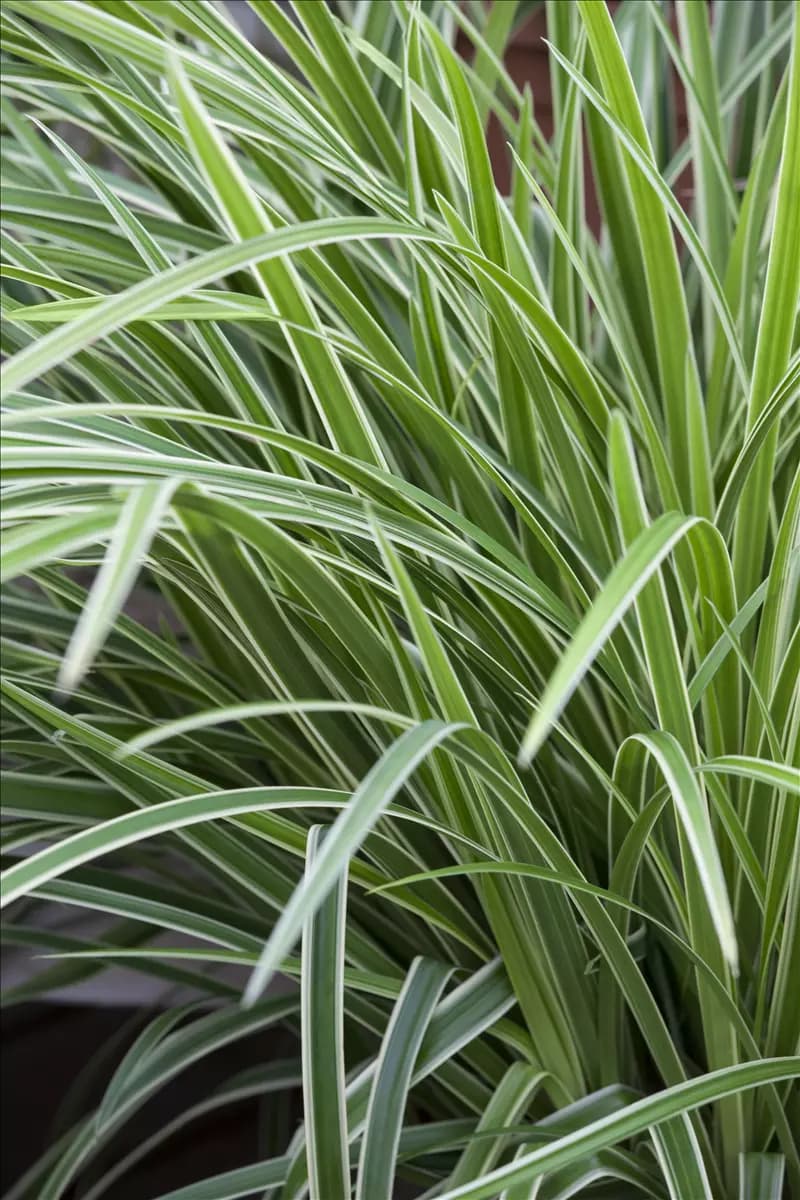 Carex morrowii 'Variegata' Bunte Garten-Segge