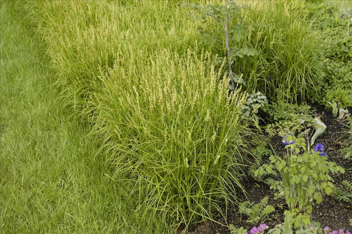 Carex muskingumensis Palmwedel-Segge