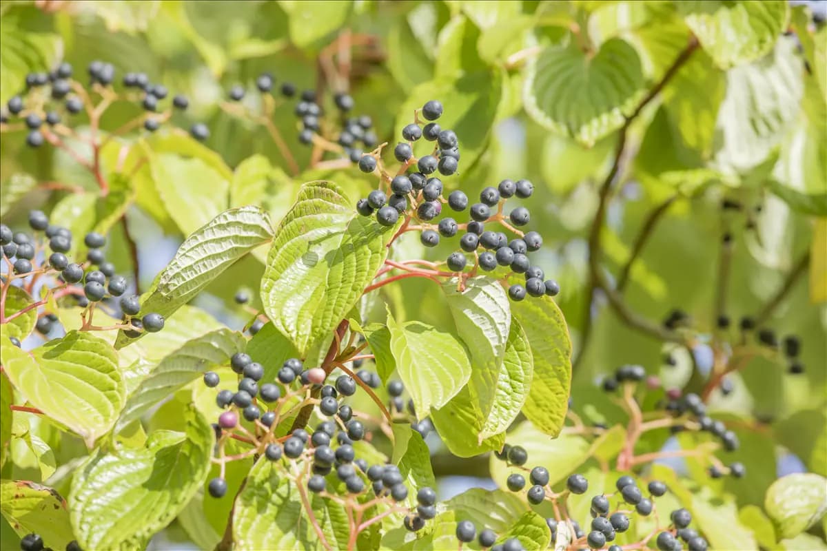 Cornus controversa - Ziergehölze Hoher Etagen-Hartriegel