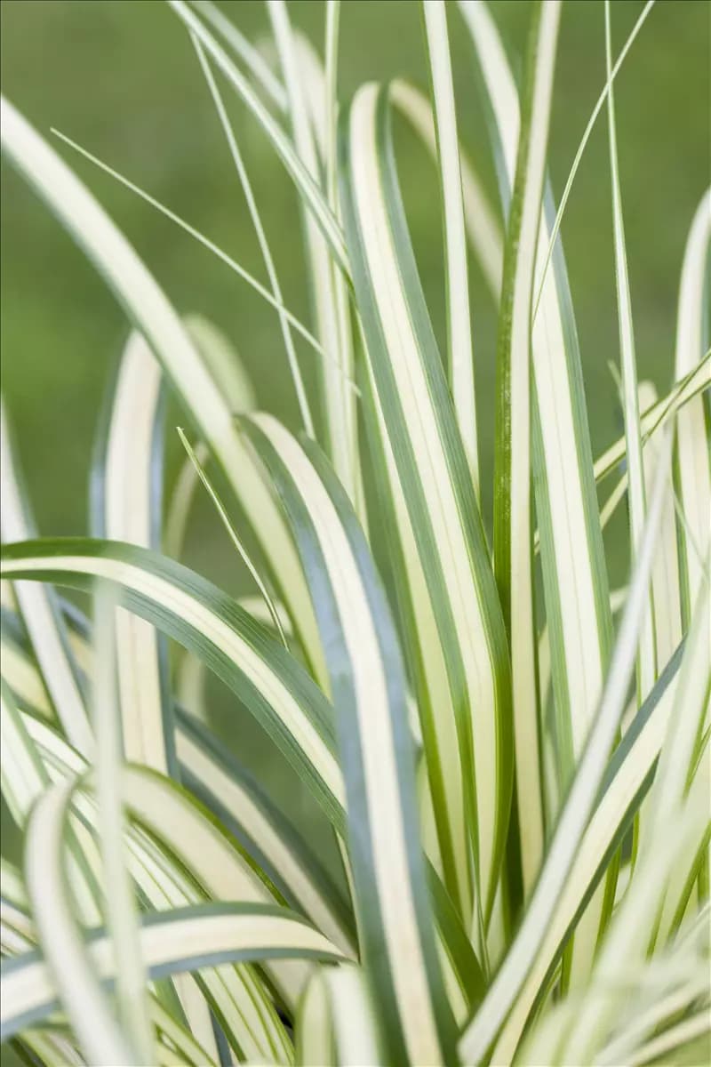 Carex ornithopoda 'Variegata' Weißgestreifte Vogelfuß-Segge