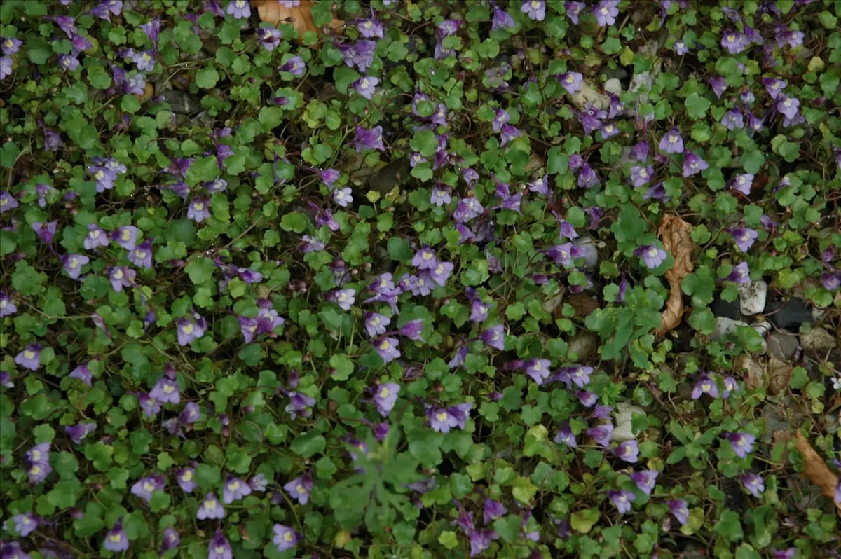 Cymbalaria muralis Mauer-Zimbelkraut