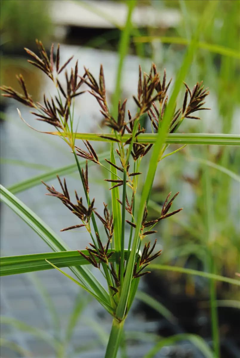 Cyperus longus ssp.longus Langes Zypergras