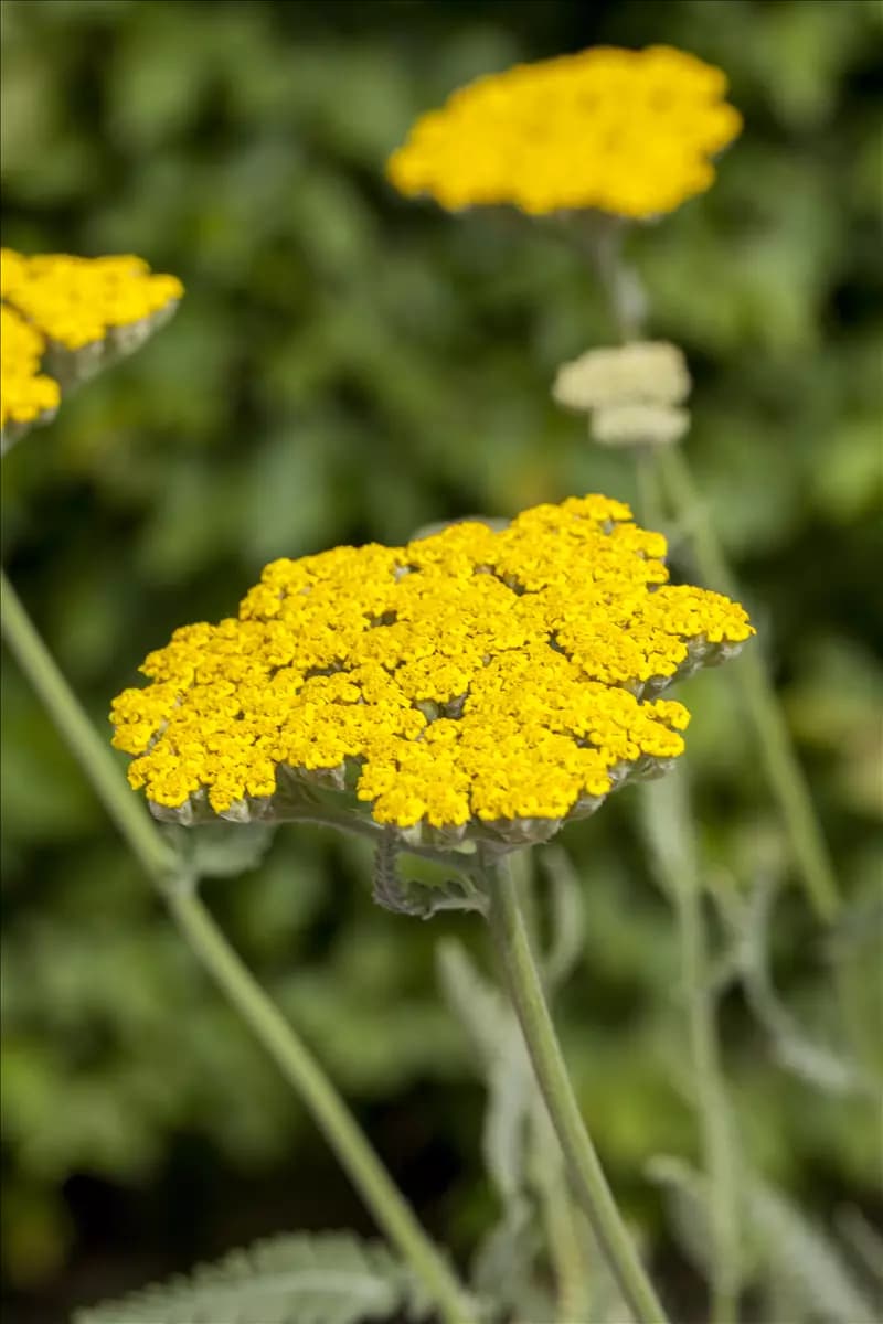 Achillea filipendulina 'Coronation Gold' Hohe Garten-Gold-Garbe