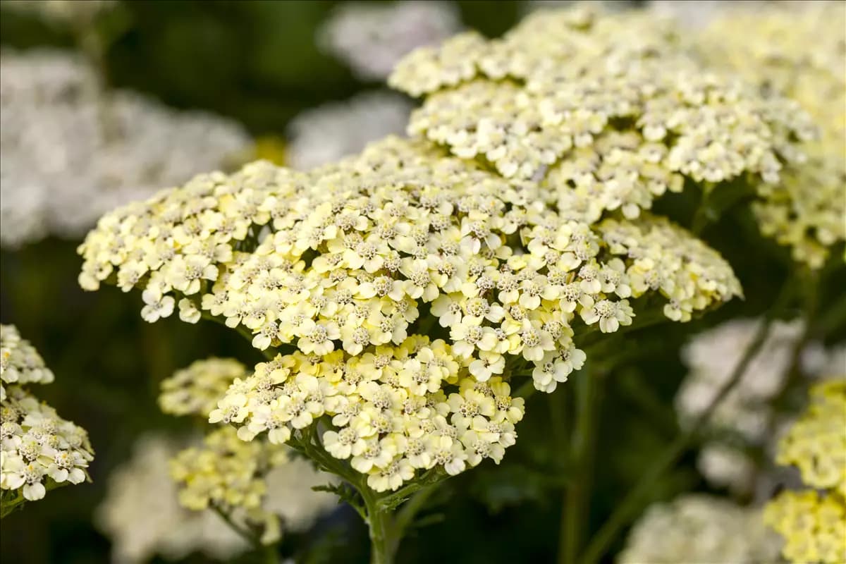 Achillea filipendulina 'Credo' Hohe Garten-Gold-Garbe
