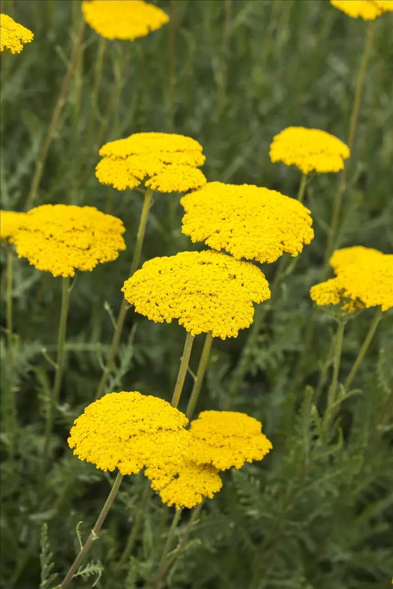 Achillea filipendulina 'Parker', gen. Hohe Garten-Gold-Garbe