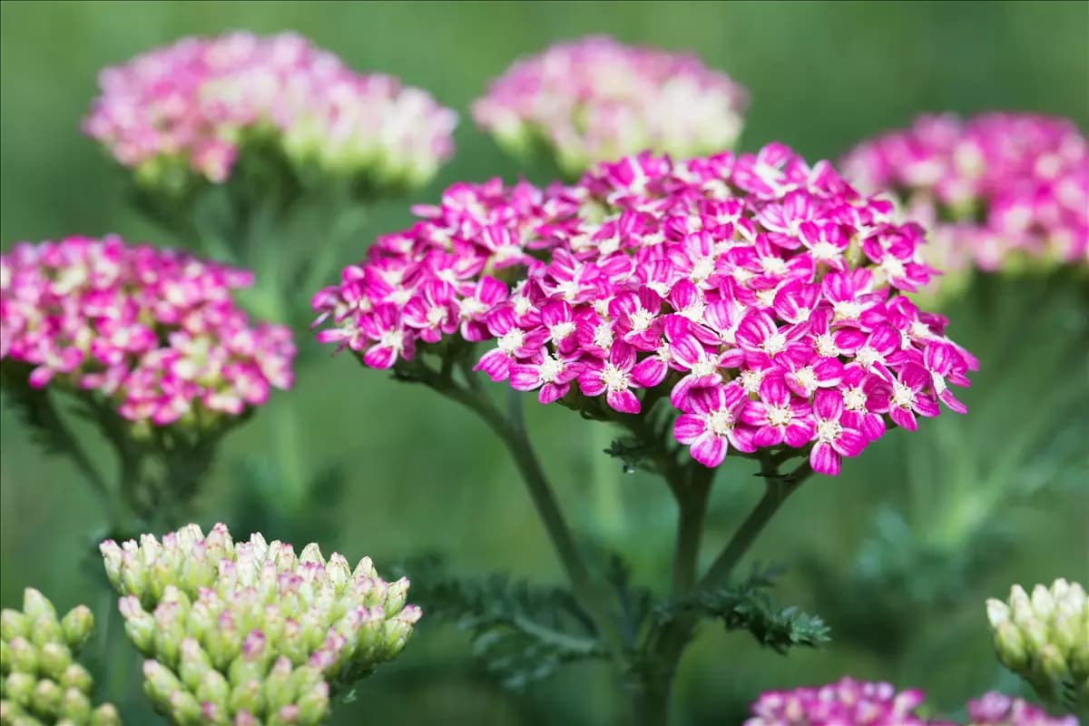 Achillea millefolium 'Cerise Queen' Garten-Schaf-Garbe