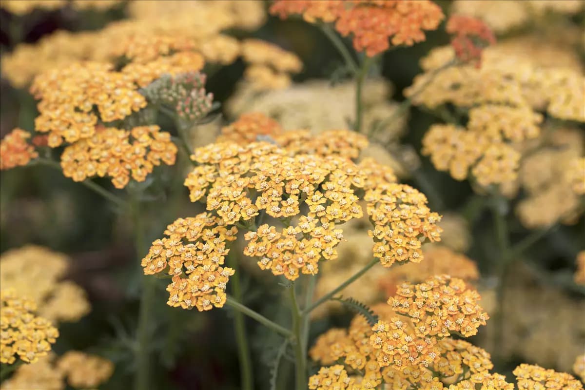 Achillea millefolium 'Terracotta' Garten-Schaf-Garbe