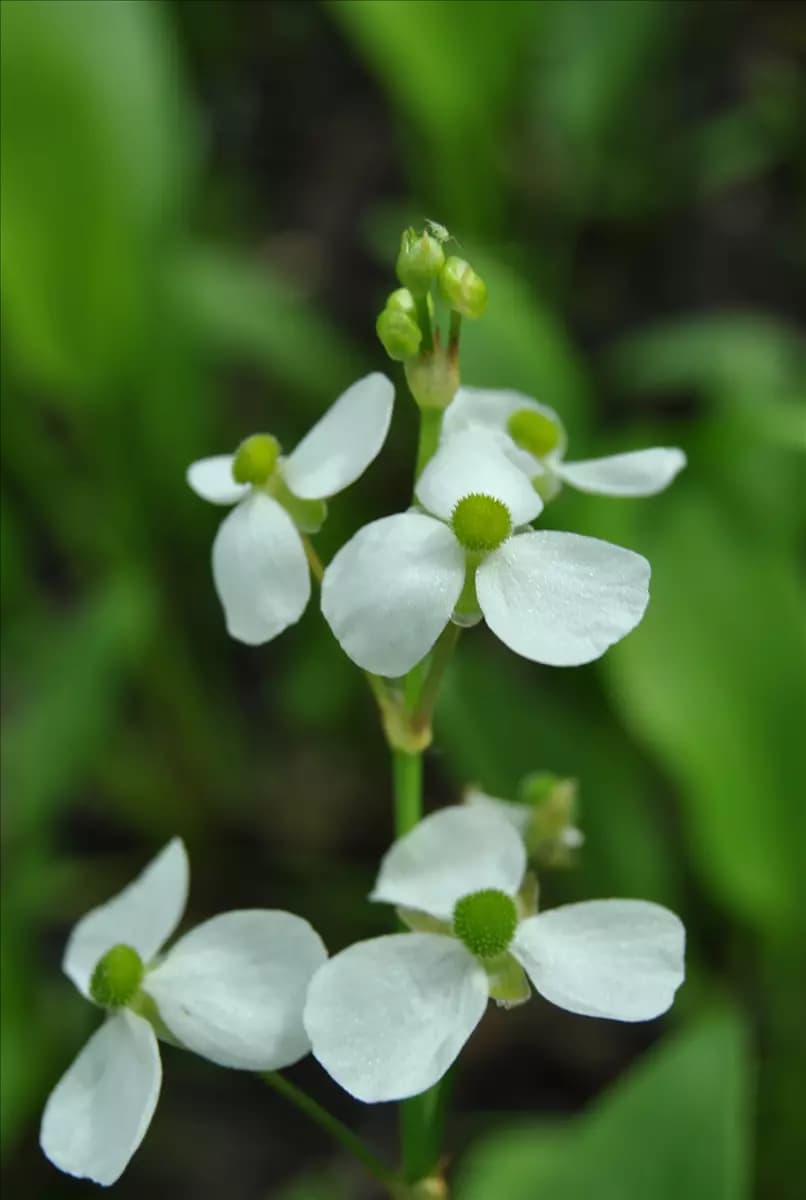 Alisma parviflorum Herzblättriger Froschlöffel